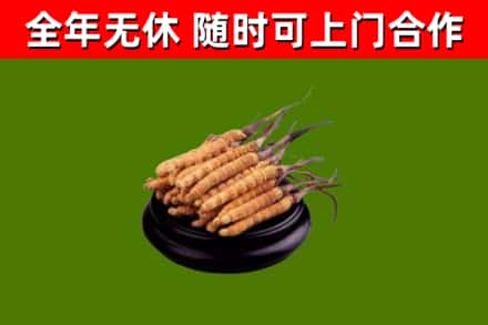 怀柔区回收冬虫夏草